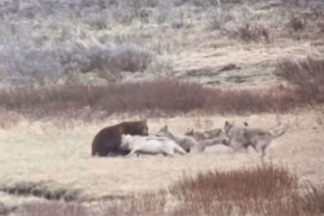 grizzly bear surrounded by wolves