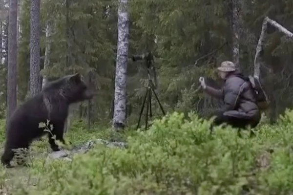 how to use bear spray video