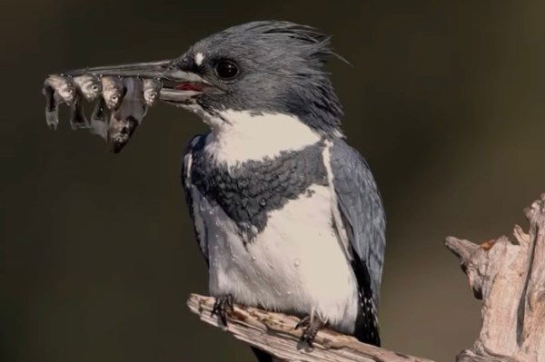 kingfisher caught too many fish