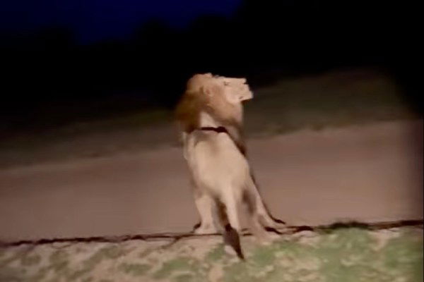 lightning scares lions