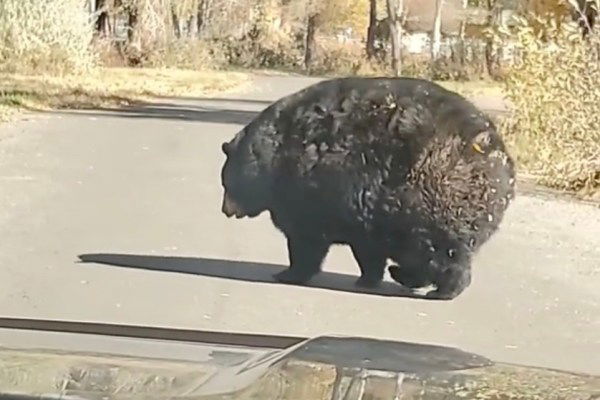 massive bear idaho