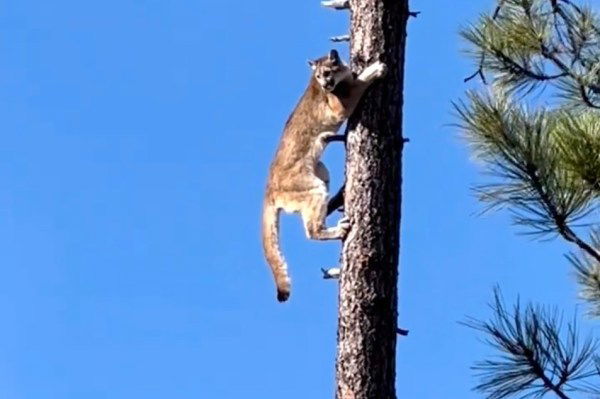 mountain lion too high in a tree