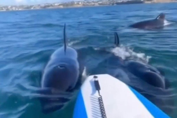 orcas surround paddleboarder