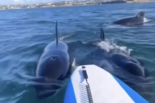 orcas surround paddleboarder