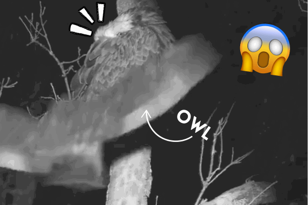 owl attacks eagle trail cam