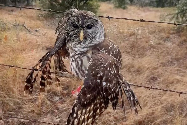 owl rescue barbed wire