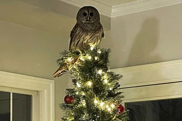 owl christmas tree