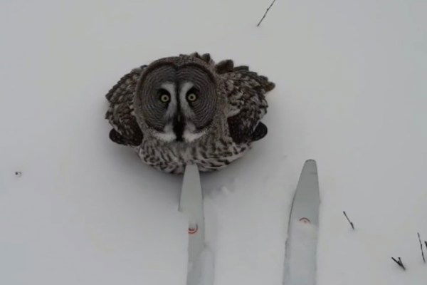 owl flies up to skier