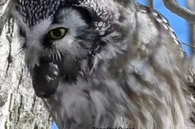 owl pellet video