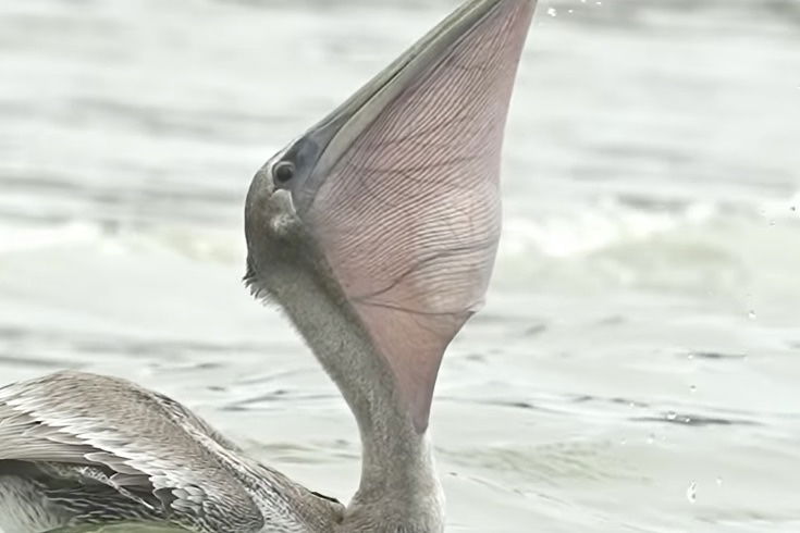 pelican swallows large fish video