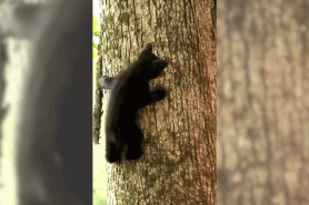 photographer separates bear cub from mom