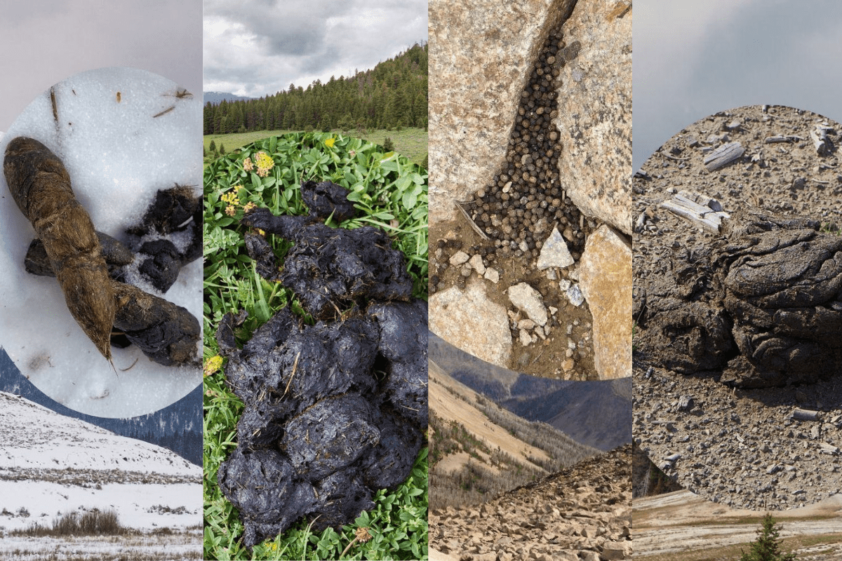 poo in yellowstone