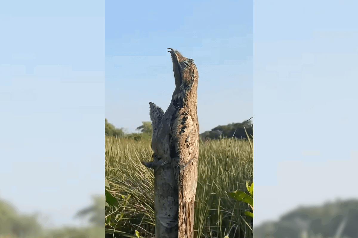 potoo camouflage