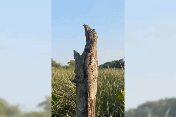 potoo camouflage