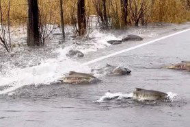 salmon crossing road Washington