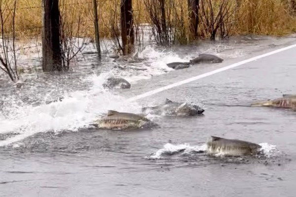 salmon crossing road Washington