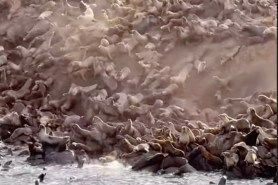 sea lion avalanche video