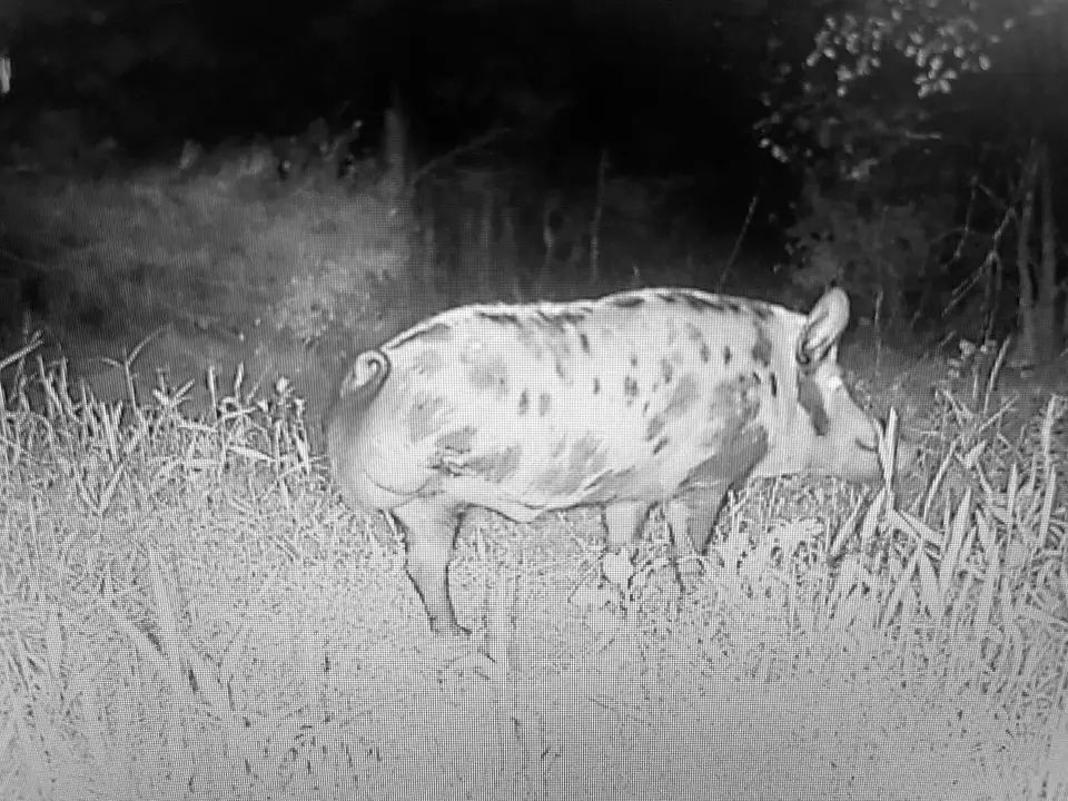 three-legged animals trail cam