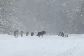 Yellowstone wolf pack